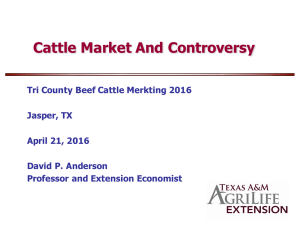 Cattle Market And Controversy