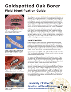 Goldspotted Oak Borer Field Identification Guide