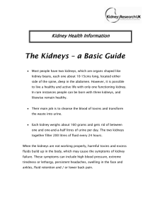 The Kidneys – a Basic Guide Kidney Health Information