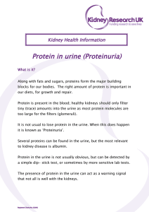 Protein in urine (Proteinuria) Kidney Health Information