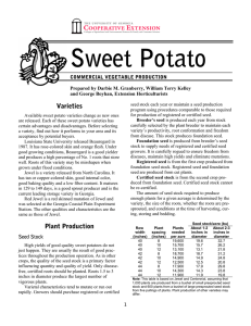 Sweet Potato