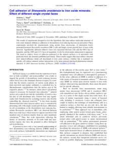 Shewanella oneidensis Effect of different single crystal faces Andrew L. Neal