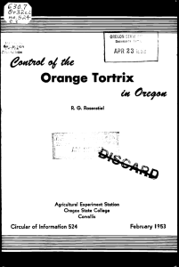 Orange Tortrix Ut cs4- k3