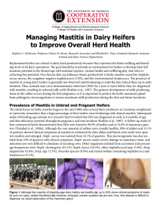 Managing Mastitis in Dairy Heifers to Improve Overall Herd Health