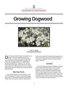 Growing Dogwood O Gary L. Wade Extension Horticulturist