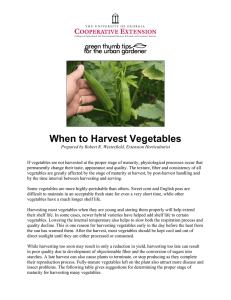 When to Harvest Vegetables
