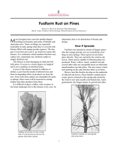 Fusiform Rust on Pines