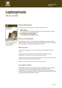 Leptospirosis Are you at risk? What is leptospirosis? ■
