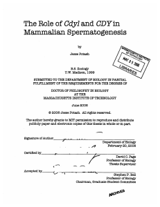 and of Spermatogenesis Mammalian