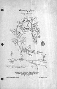 Morning-glory Oregon State System of Higher Education Federal Cooperative Extension Service