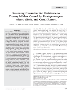 Screening Cucumber for Resistance to Pseudoperonospora cubensis