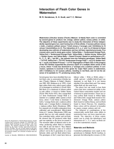 Interaction of Flesh Color Genes in Watermelon