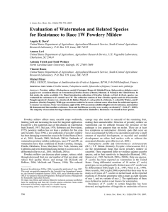Evaluation of Watermelon and Related Species