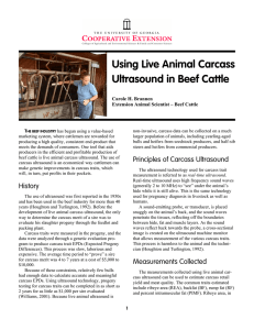 Using Live Animal Carcass Ultrasound in Beef Cattle Carole H. Brannen