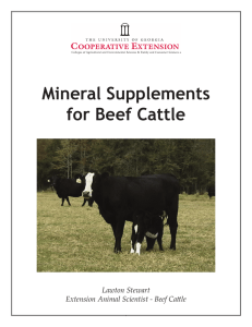 Mineral Supplements for Beef Cattle Lawton Stewart Extension Animal Scientist - Beef Cattle