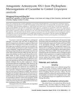 Antagonistic Actinomycete XN-1 from Phyllosphere Corynespora cassiicola Minggang Wang and Qing Ma*