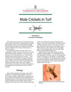 Mole Crickets in Turf Will Hudson Extension Entomologist