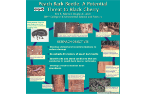 Peach Bark Beetle: A Potential Threat to Black Cherry