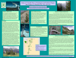Status of 5-Needle Pines in Washington and Northern Oregon Pinus albicaulis