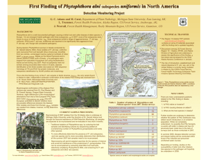 First Finding of in North America Phytophthora alni