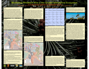 Monitoring Whitebark Pine in the Greater Yellowstone Ecosystem