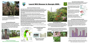 Laurel Wilt Disease In Georgia 2006 -