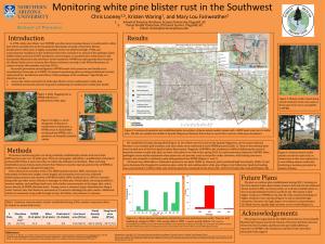 Monitoring white pine blister rust in the Southwest Chris Looney