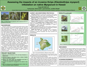 Klambothrips myopori Myoporum SURVEY AND MONITORING PROTOCOLS RESULTS (continued)