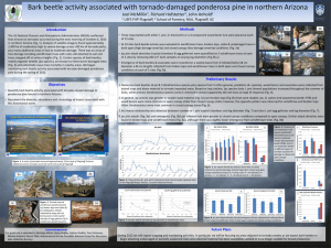 Bark beetle activity associated with tornado-damaged ponderosa pine in northern... Joel McMillin , Richard Hofstetter , John Anhold