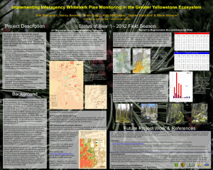 Implementing Interagency Whitebark Pine Monitoring in the Greater Yellowstone Ecosystem