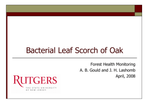 Bacterial Leaf Scorch of Oak Forest Health Monitoring April, 2008