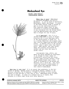 Medusahead Rye