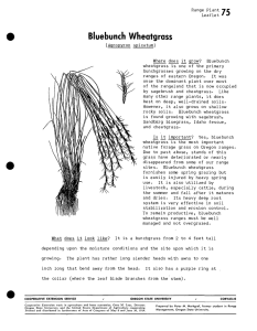 Bluebunch Wheatgrass Range Plant yr Leaflet ' J (Aqropyron  spicatum)