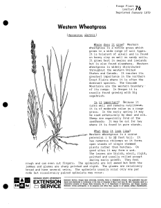 Western Wheatgrass Range Plant •jg