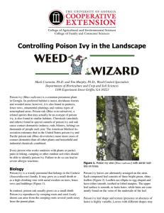Controlling Poison Ivy in the Landscape