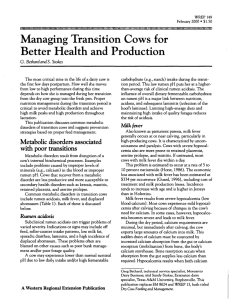 Managing Transition Cows for Better Health and Production