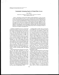 Sustainable Swimming Spccds of  Striped Bass Larvae