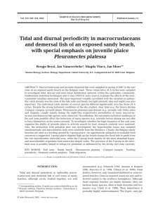 Tidal and diurnal periodicity in macrocrustaceans