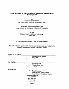 Characterization  of Pseudohyphal Development Saccharomyces