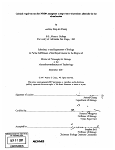 Critical requirements for NMDA  receptors in  experience-dependent ... visual cortex by Audrey  Bing-Yu Chang
