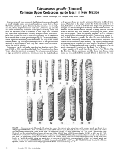 gracile (Shumard) Sciponoceras guide