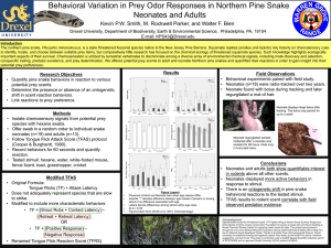Behavioral Variation in Prey Odor Responses in Northern Pine Snake