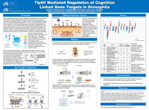 Tip60 Mediated Regulation of Cognition Linked Gene Targets in Drosophila