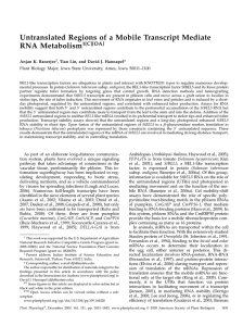Untranslated Regions of a Mobile Transcript Mediate RNA Metabolism 1[C][OA]