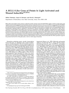 A BELL1-Like Gene of Potato Is Light Activated and Wound Inducible 1[C][OA]