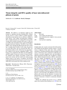 Tissue integrity and RNA quality of laser microdissected phloem of potato
