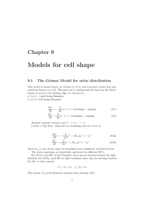 Models for cell shape Chapter 9 9.1 The Grimm Model for actin distribution