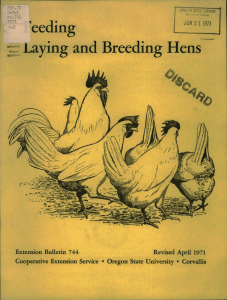 t eeuing Laying and Breeding Hens Jy