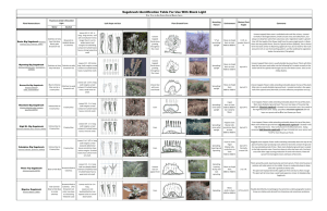 Sagebrush Identification Table For Use With Black Light