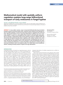 Mathematical model with spatially uniform regulation explains long-range bidirectional